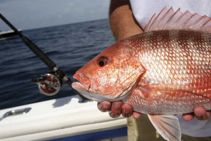 Snapper fish